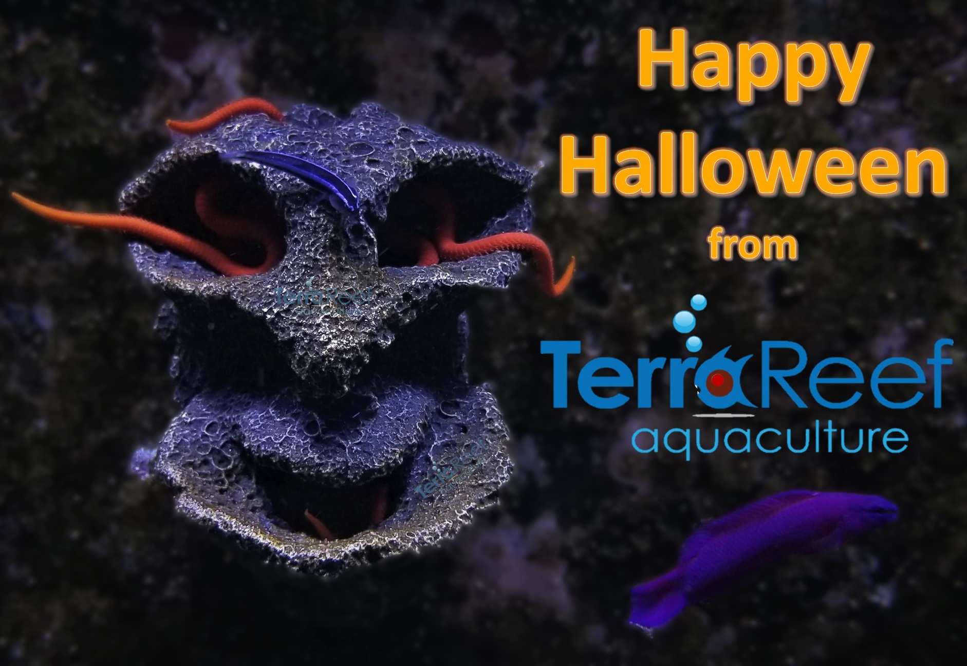 Aquarium Halloween TerraReef Aquaculture 2021.jpg